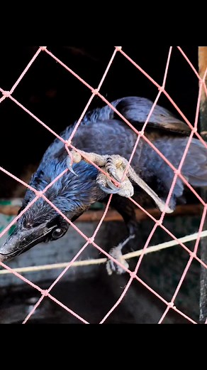 Many crows in the house #crows #crowdfunding | Handsome crow