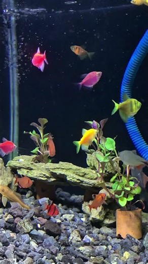 Watch This If You Feel Stressed 😌🐟 #CalmingFish #RelaxationTime #NatureShorts