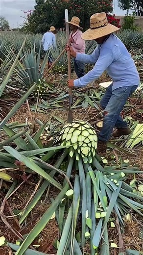 HR (@humor.receeh)’s videos with suara asli - HR