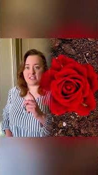 Safe, Euclid, Ketter - Understanding SCP Classifications! 📚 #thatabbyowen