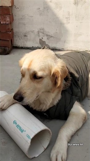 POV: Your dog thinks he’s a civil engineer today 😅🦺”#dogshorts #goldenretreivers #funny#funnyanimals