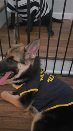 Labrador behind bars@TopViralTalentYT @Viralvideomishra@afv @movie#@breaktv21