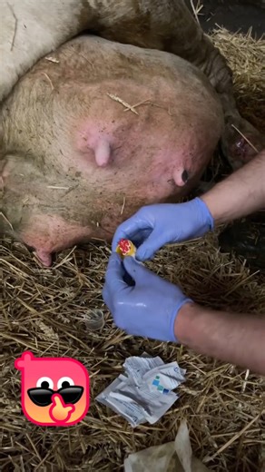POV: Relieving extreme pressure in a cow’s udder! 🐄🥛🩹 #Satisfying