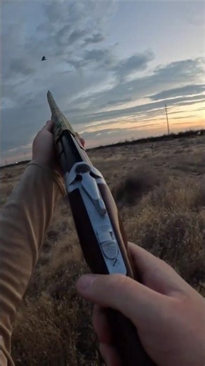 Dove hunting! #hunting #dove #california #shotgun #outdoors #god #fun #opener #music