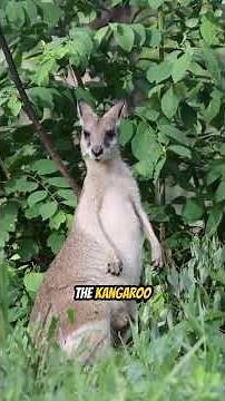 Kangaroo – The Jumping Champion of Australia 🇦🇺 | Nature’s Bouncer in Action! #animalkingdom