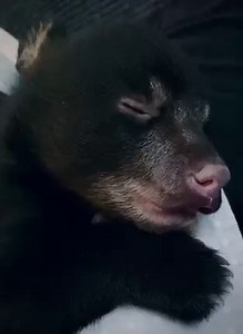 Sleeping after his bottle and chortling (a humming sound cubs make when content, similar to a cat purring). We can only guess he’s dreaming about the good milk he just had. ✨ | Black Bear Rescue Manitoba