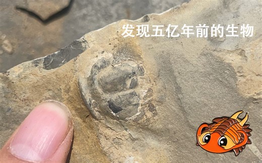 新发现！五亿年前的三叶虫与大贝壳化石？！？