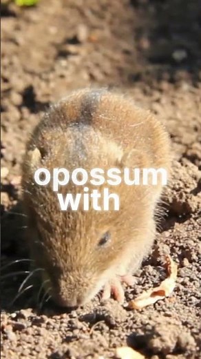 Scientists Just Discovered 70 New Species and Some Are Truly Wild