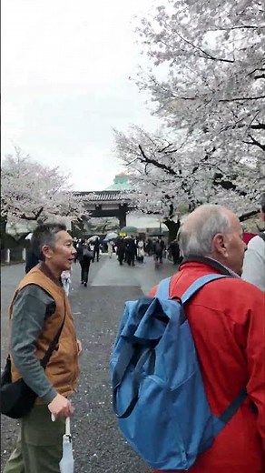 【桜🌸】千鳥ヶ淵 満開お花見｜桜トンネル🌸｜2026年4月4日（土） | Chidorigafuchi Full Bloom Hanami