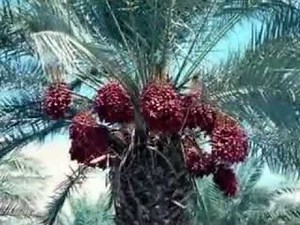 Surah Ar-Rahman with Urdu Translation [Complete] by Qari Obaid ur Rehman