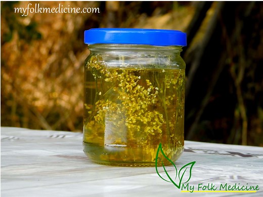 Yarrow Infused Oil Recipe - Benefits and Uses - My Folk Medicine