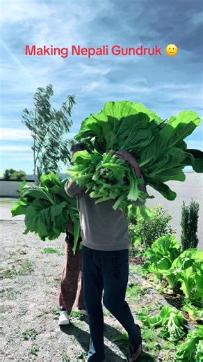 Making Nepali Gundruk from Mustard Leaves in Phoenix