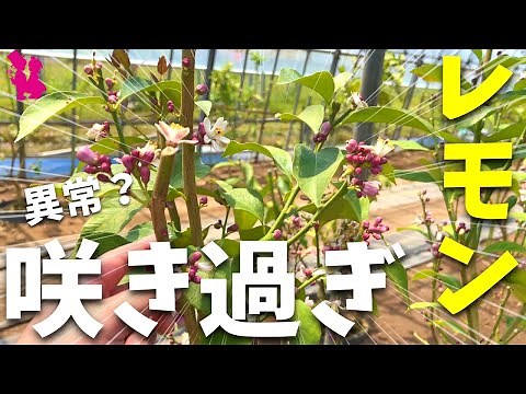 [After pruning] The lemon flowers have started to bloom, but there's a reason why I can't be happ...