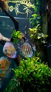 This was my favorite phase of the Grotto 🤩 #fishtank #aquarium #aquascape #customaquarium #discus | TMK Aquarist