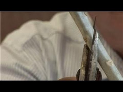 Plumerias 101 : How to Plant Plumerias With Cuttings