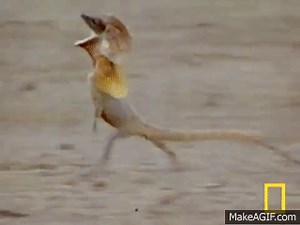 Freaky Lizard | National Geographic on Make a GIF