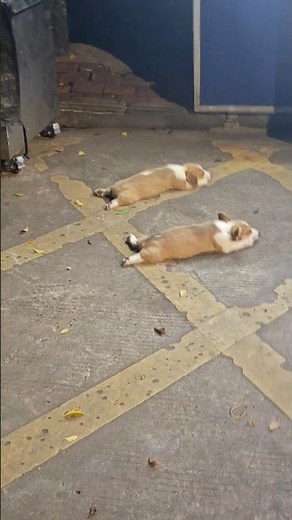 Let me introduce you to the art of the sploot 💛