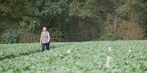 The battlefield in plant roots