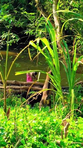 Goats grazing calmly along the riverside in beautiful countryside nature 🐐🌊🌿