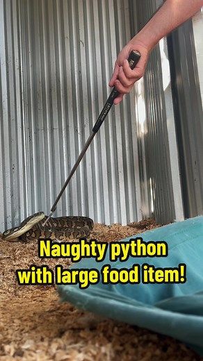 Australian Girl Catches Snake with Large Food Item!