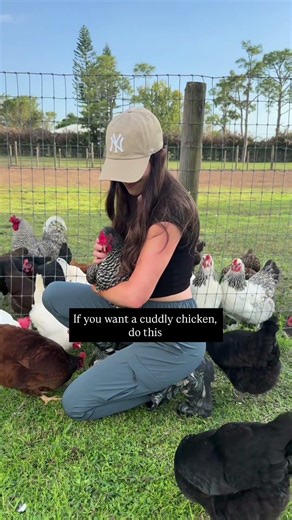 The Secret to Super Friendly Chickens