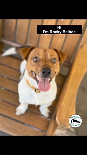 Beautiful happy go lucky and adorable 3 year old Jack Russell terrier “ Rocky Balboa” is loving his foster home at Australian K9 Rescue Vic … He is such a little character ❤️ | Australian K9 Rescue Vic