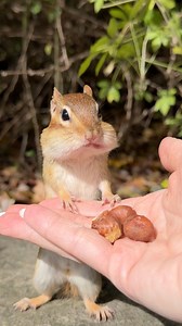 Math genius 🤩 #funny #animals #charlie #chipmunk #counting #numbers #mathematician #skills #cute | Charlie The Chipmunk