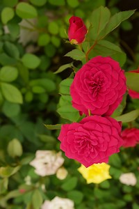 Roses are more than just flowers—they’re symbols of love, beauty, and peace. 🌹✨ Enjoy this stunning rose photography collection, full of vibrant colors and calming vibes. 🌿💖 👉 If you love nature and photography, don’t forget to ❤️ Like, 💬 Comment your favorite rose color, and 🔄 Share with friends! #Rose #Photochallenge #Beauty #Trend #Trendingnow | Blooming Flowers Nature