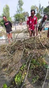 Amazing Traditional River Fishing Technique | Catching Baim Fish Using Brush Traps #fishing #fish