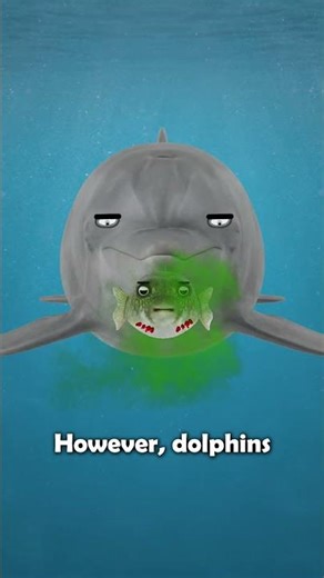 Dolphins Get High Using Pufferfish Poison....