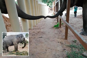 'World’s loneliest elephant' touches trunks with female on 1st day of freedom