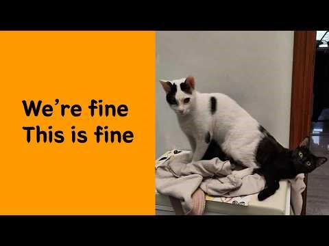 50 Animals Caught Doing… Something? We’re Still Not Sure