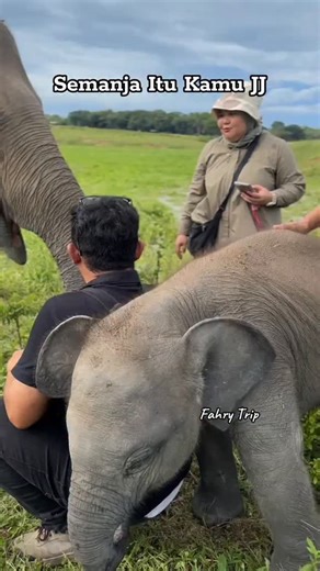 Citra Lampung on Instagram: "Jeje ketemu bapaknya ya kak @rhey_dipa 🤣🤣🤣🤪 Buat teman2 yang ingin seru2an di Taman Nasional Waykambas, sama Fahry Trip aja ya🎉🔥 karena akan di bawa jungle track ketemu gajah2 kesayangan kalian Dan Fahry trip juga akan ngajakin teman2 mandiin gajah Buat yang hoby dengan offroad Fahry trip juga bisa nemenin kalian Offroad dengan jeep adventure di taman Nasional Waykambas Dan yang mau nginep, Fahry trip juga nyediain penginapan di mahout house, so liburan bareng