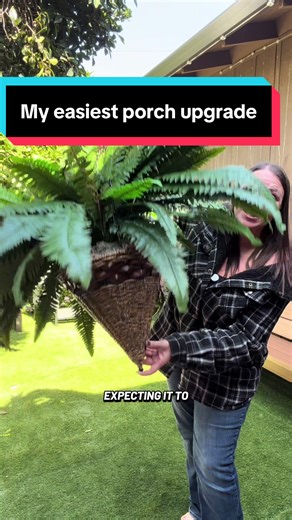 Transform Your Space with the Giant Boston Fern