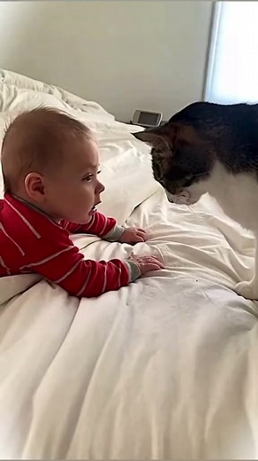 1.4M views · 10K reactions | So cute :) | Pets Love | Facebook