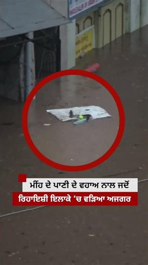 Rain ਦੇ ਪਾਣੀ ਦੇ ਵਹਾਅ ਨਾਲ ਜਦੋਂ ਰਿਹਾਇਸ਼ ਇਲਾਕੇ ਵਿੱਚ ਆਇਆ ਅਜਗਰ| 𝐁𝐁𝐂 𝐏𝐔𝐍𝐉𝐀𝐁𝐈