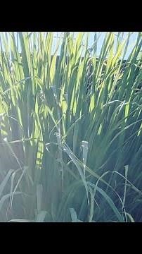 How I cut back my lemongrass plant