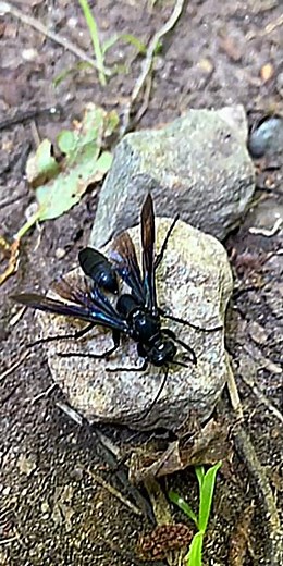 Great Black Wasp #Shorts