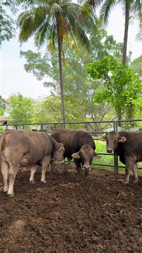 Hacienda El Cortijo: Tradición Ganadera en Colima