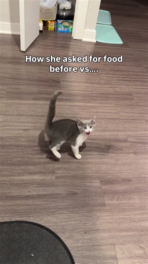 Why Did My Cat Stop Eating Favorite Food? Causes and Fixes
