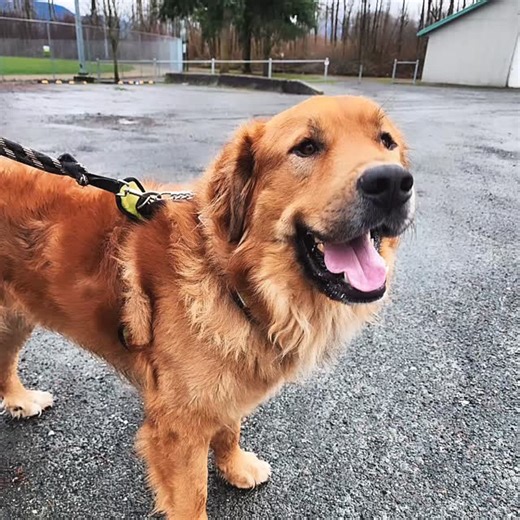 Fraser is back!!! Our Golden boy went into a foster trial and came back through no fault of his own! Fraser is a big guy who loves spending time outdoors so finding an adventurous family or a home with a big yard he can explore would be top of his list! Fraser is 125lbs and tends to jump up when he's excited so no small kids for this sweet dude. He does great with other friendly dogs and would be happy to have canine companions! Fraser is interviewing potential adopters now, apply within! 😂 ado