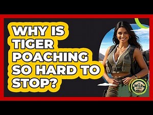 Why Is Tiger Poaching So Hard To Stop? - The Wild Life Explorer