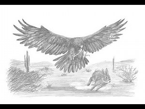 Special Drawing: Golden Eagle Hunting a Rabbit!