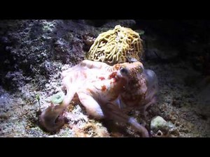 Biodiversity in the Ocean