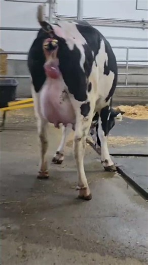Cow Delivery #cow #farm #farming #animals