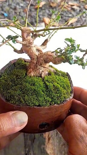 27K views · 380 reactions | utilizing old vases for unique bonsai pots #fblifestyle #pot #kreatif #handmade #DIY #Crafts #Reels | Azura Senja R | Facebook