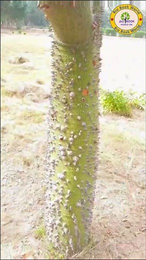 Kapok tree inn | Ceiba Tree | Speciosa | Lal Sohanra National Park