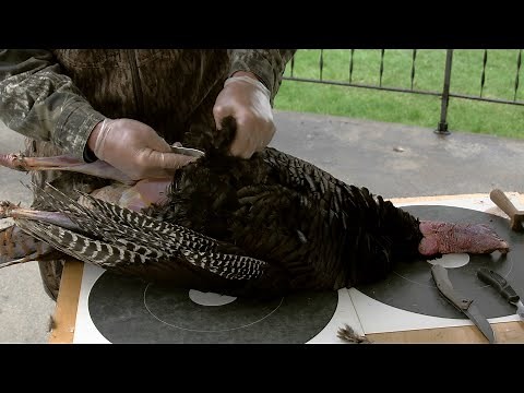 How to Process a Wild Turkey