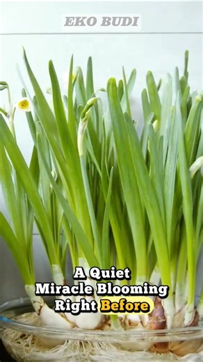 30 Days of Narcissus Blooming