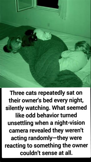 Every Night My Cats Stared at Me While I Slept — Then I Learned the Real Reason 😨🐾#story #viral